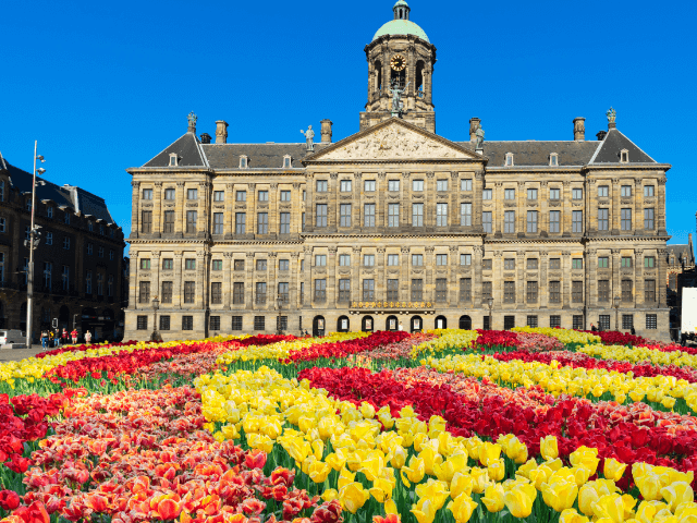 visit amsterdam tulips